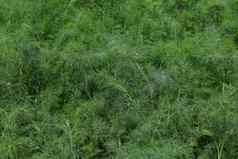 新鲜的绿色莳萝日益增长的草花园床上