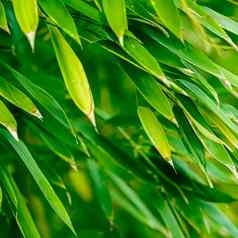 绿色竹子背景新鲜的叶子树自然生态环境概念