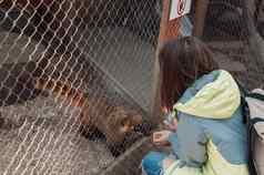 长鼻浣熊爬笼子里网格家庭动物园女孩提要在其酒吧野生动物