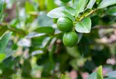 绿色酸橙树花园优秀的源维生素
