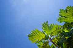 面包果阿尔蒂利斯面包水果树花园蓝色的天空