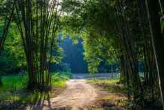 人行道车道路径竹子树森林