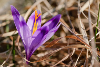 <strong>太阳</strong>照野生紫色的<strong>黄色</strong>的虹膜番红<strong>花</strong>属赫菲利安变色<strong>花</strong>日益增长的春天干草