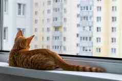 小猫窗口窗台上保护蚊子anti-cat网