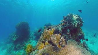 珊瑚礁热带鱼王牌菲律宾