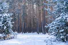 冬天景观雪松森林景观