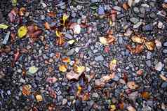 色彩鲜艳的湿卵石石头流水秋天下降叶背景