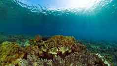 水下世界珊瑚礁菲律宾