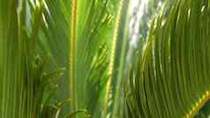 苏铁属植物蕨类植物叶子森林加州美国绿色新鲜的多汁的自然植物叶子encephalartos扎米亚科dioon棕榈郁郁葱葱的树叶热带丛林热带雨林森林大气花园设计