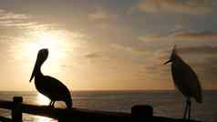 野生棕色（的）鹈鹕码头加州海洋海滩美国派莱卡努斯大鸟大比尔嘴日落
