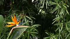 鹤望兰鸟天堂热带起重机花加州美国橙色异国情调的生动的花开花亚马逊丛林热带雨林大气自然郁郁葱葱的树叶时尚的室内植物首页园艺