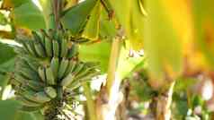 绿色黄色的香蕉树水果群异国情调的热带阳光明媚的夏天大气新鲜的多汁的叶子阳光阳光照射的亚马逊丛林热带雨林农业农场种植园阳光树叶