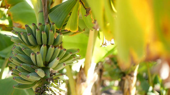 绿色黄色的香蕉树水果群异国情调的热带阳光明媚的夏天<strong>大气新</strong>鲜的多汁的叶子阳光阳光照射的亚马逊丛林热带雨林农业农场种植园阳光树叶
