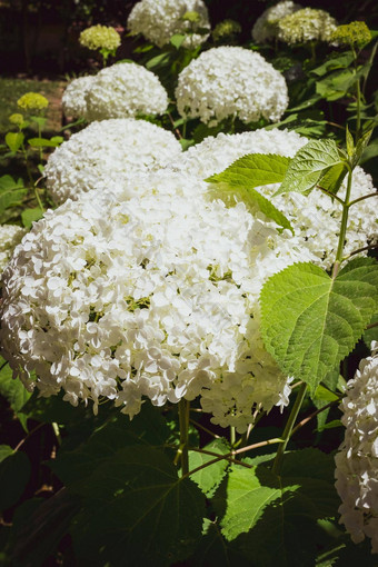 特写镜头灿烂的白色绣球花植物特征花
