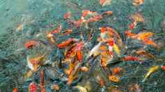 锦 鲤鱼色彩斑斓的花俏的鱼特写镜头游泳池塘