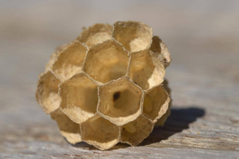 小纸黄蜂巢所示超级宏的角度来看废弃的
