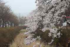 树白色樱桃花可爱的风景优美的视图