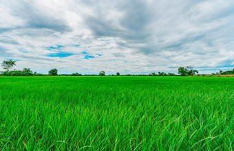 景观绿色大米场大米农场农村绿色大米帕迪场有机大米农场亚洲帕迪场热带景观白色云蓝色的天空农业农场户外空气