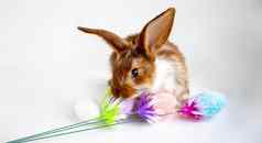 复活节棕色（的）白色点小兔子跳跃复活节鸡蛋白色背景概念复活节假期