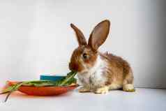 小棕色（的）兔子白色点吃蒲公英叶子窗台上复活节庆祝活动复活节兔子美丽的宠物毛茸茸的动物皮毛