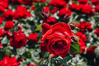 盛开的美丽的色彩斑斓的玫瑰花园