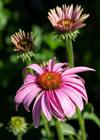 松果菊<strong>紫</strong>锥菊<strong>紫</strong>竹