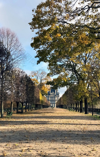 大道树秋天领先的博物馆罗浮宫巴黎法国