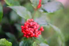 sambucusracemosa常见的红色的接骨木red-berried老浆果分支花园
