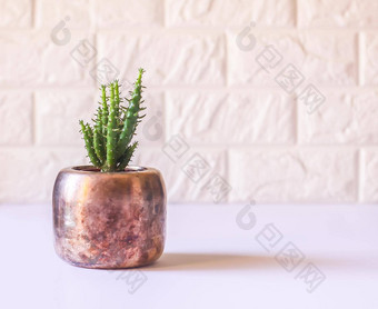 仙人掌铜能装饰植物简约现代房间室内