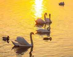 美丽的天鹅鸭子河表面日落