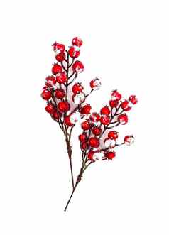 节日一年圣诞节背景红色的冬青植物浆果雪