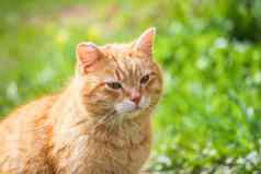 年轻的活跃的红色的猫绿色眼睛夏天草背景国家院子里