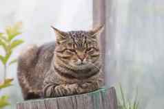 条纹猫坐着树树桩在户外国家院子里
