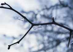 冰只树分支在户外低于冰点的温度冬季