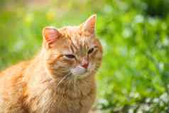 年轻的活跃的红色的猫绿色眼睛夏天草背景国家院子里