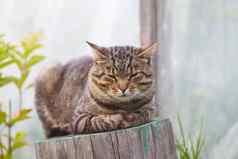 条纹猫坐着树树桩在户外国家院子里