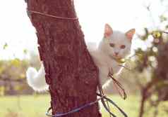 白色毛茸茸的猫树树干秋天花园