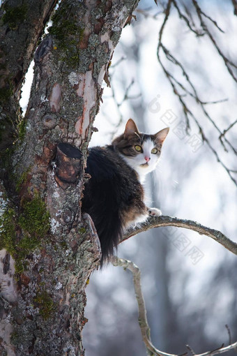 黑色的白色毛茸茸的年轻的猫攀<strong>爬树</strong>冬天公园