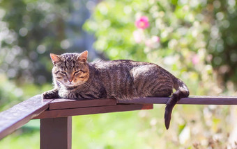 满足猫说谎木栏杆夏天自然背景