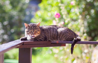 满足猫说谎木栏杆夏天自然背景