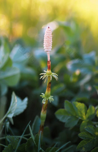 马尾植物<strong>木贼</strong>属草日益增长的森林