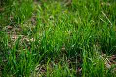 年轻的小麦植物日益增长的土壤令人惊讶的是美丽的没完没了的字段绿色小麦草地平线