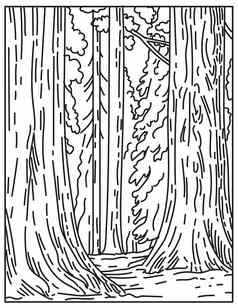林巨大的杉红杉红杉资本国家公园塞拉内华达加州曼联州单行单一险种黑色的白色行艺术
