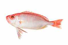 红色的大眼鲷鱼