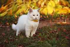白色猫秋天花园