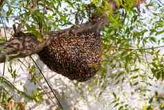 蜜蜂群挂树群蜜蜂建筑蜂巢周围树