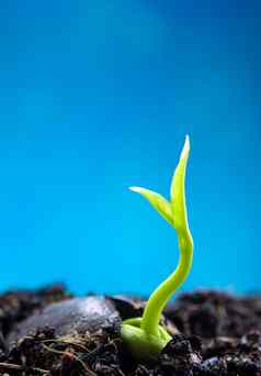巴德叶子年轻的植物播种蓝色的背景
