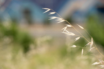 成熟的野生燕麦溢出风热夏天