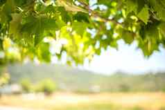 绿色背景叶子枫木树水果阳光明媚的夏天一天