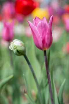 色彩斑斓的郁金香花布鲁姆花园